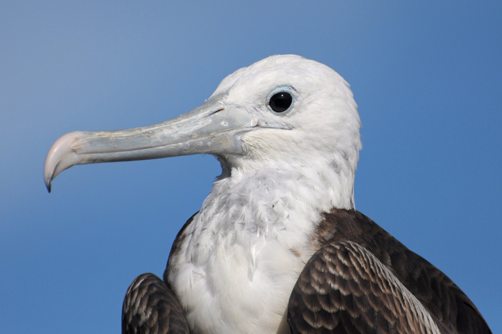 Portrait eines weiblichen Fregattvogels