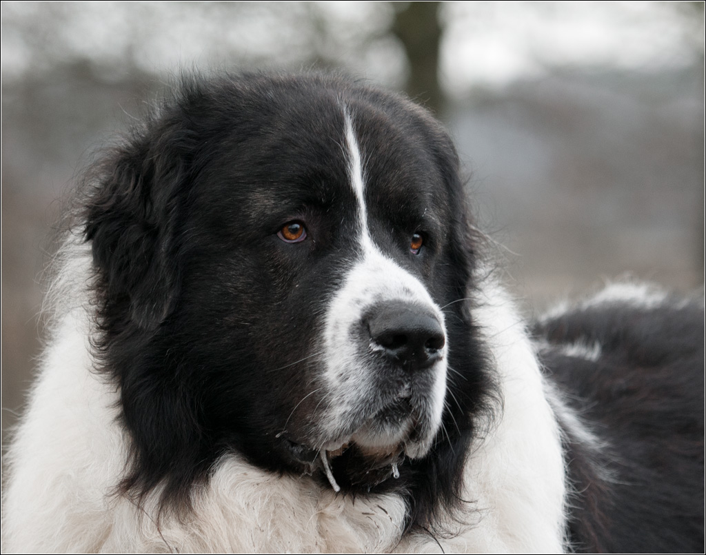 Portrait eines Zwerges