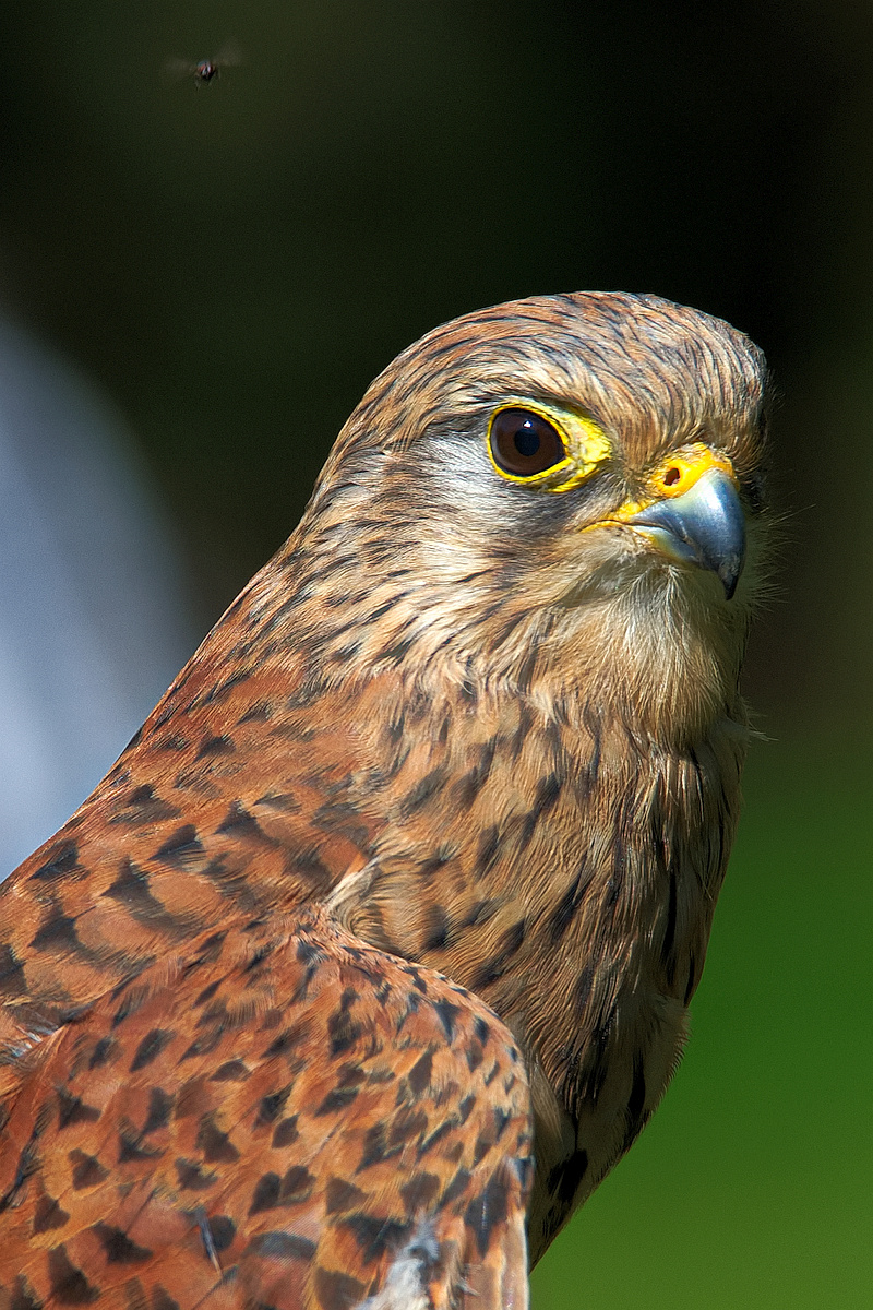 Portrait mit Fliege