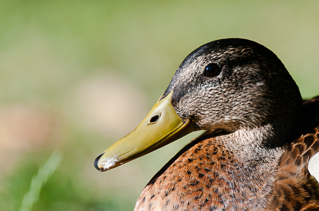 Portrait Stockente