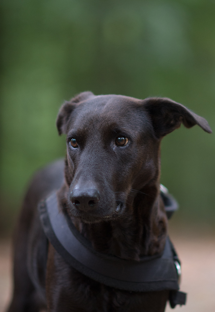Portrait von Lupa2