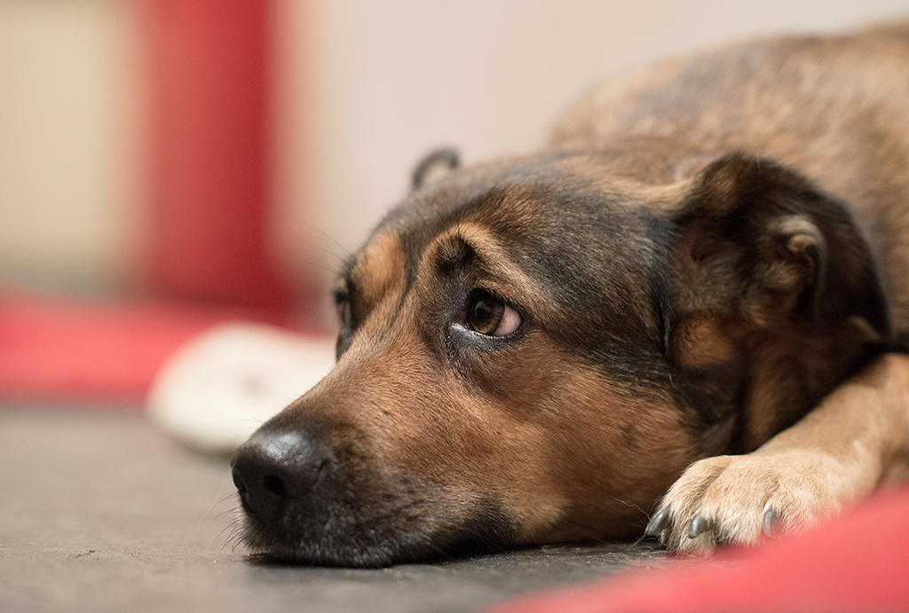 Portrait von Mrvi3