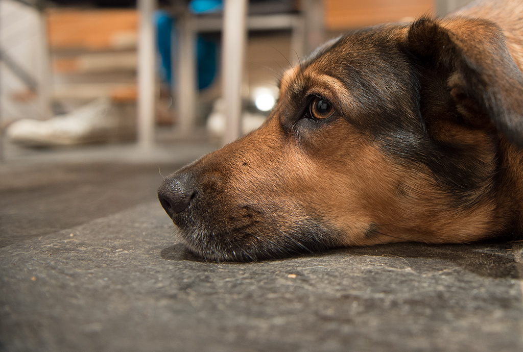 Portrait von Mrvi5