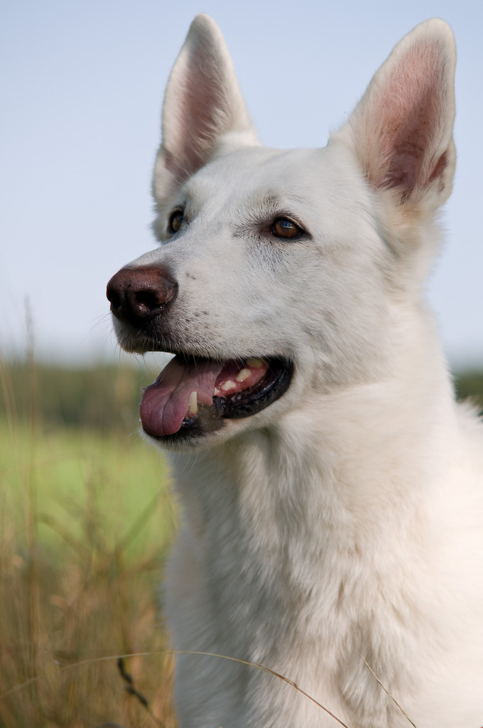 Portraitversuch einen weißen Hundes