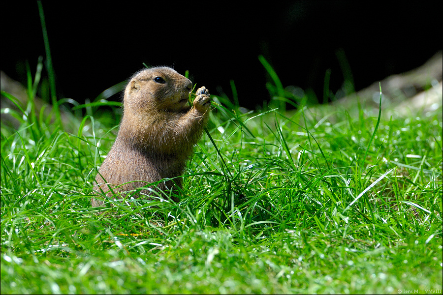 Präriehund D2X 3559 2

· http://www.nikon-fotografie.de/vbulletin/showpost.php?p=1069600&postcount=2