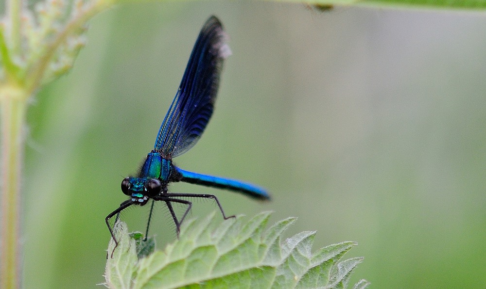 Prachtlibelle DSC 0953 082 B