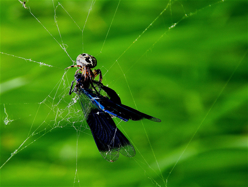 Prachtlibelle in den Fängen der Kreuzspinne