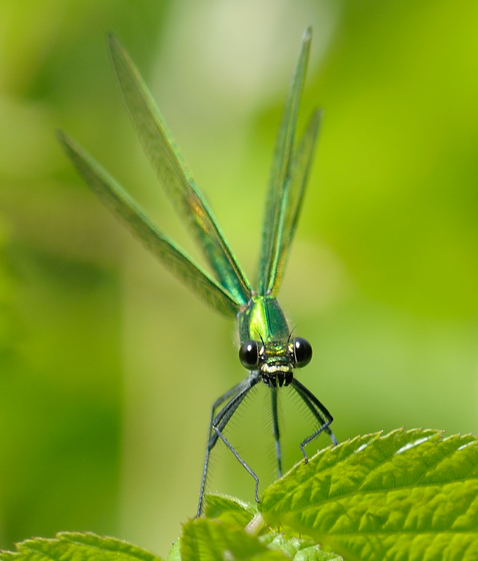 Prachtlibelle (Weibchen)