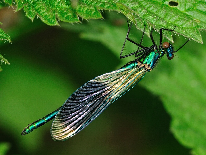 Prachtlibelle