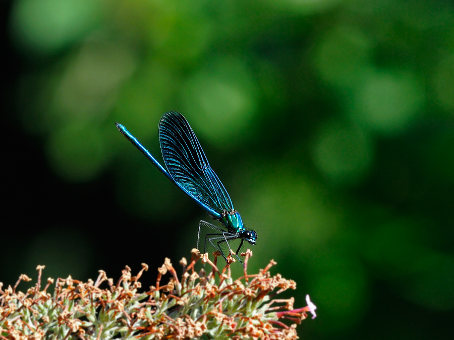 Prachtlibelle