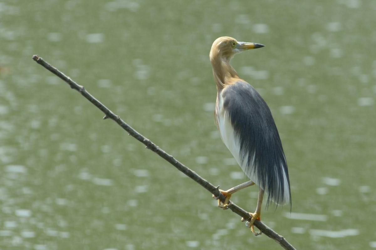 Prachtreiher, Thailand (Bangkok)