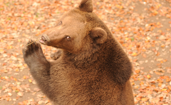 Primabärilina