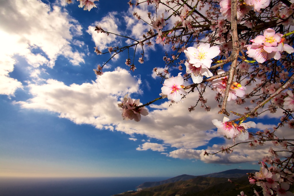 primavera