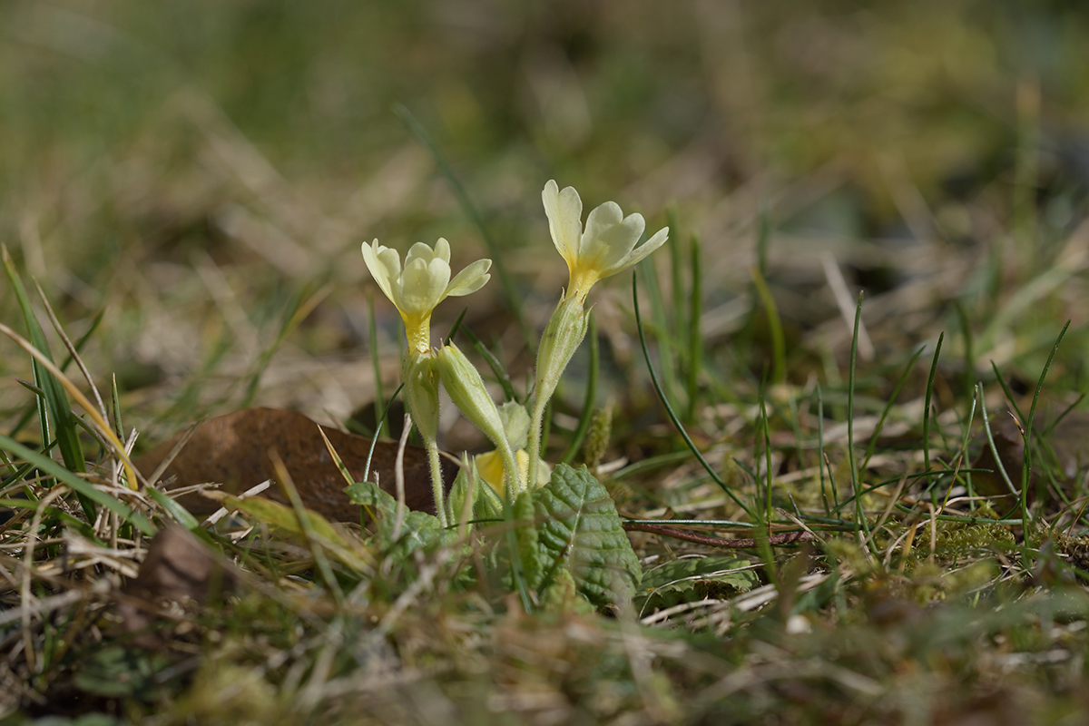 Primula_D500_1200x800_DSC0632.jpg
