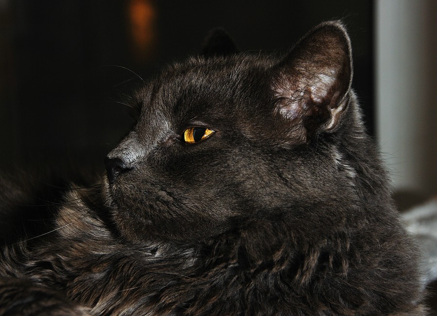 Prince of Darkness