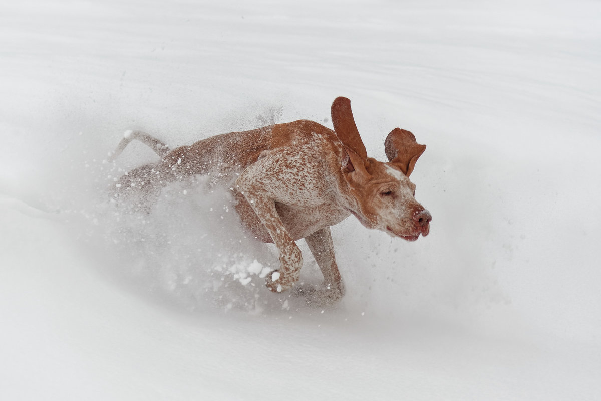 Prinzessin im Pulverschnee