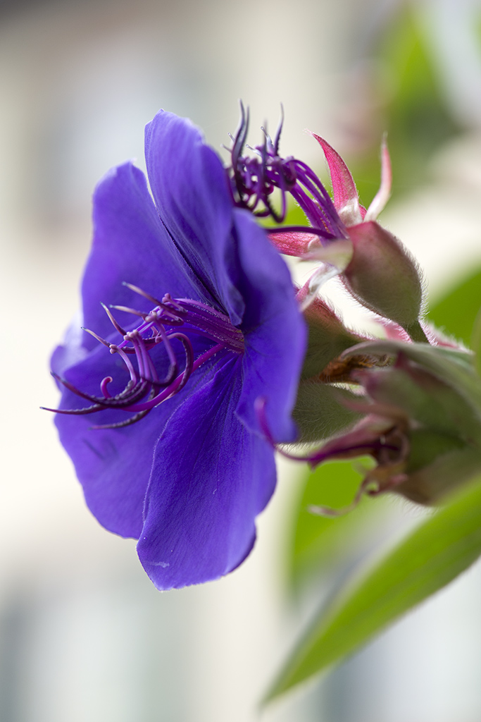 Prinzessinnenblume 1