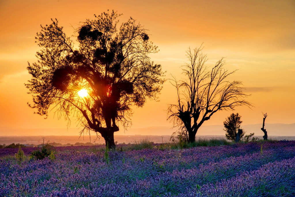 Provence