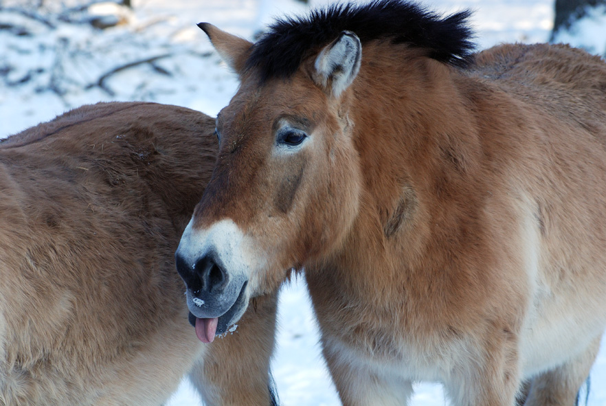 Przewalski 01