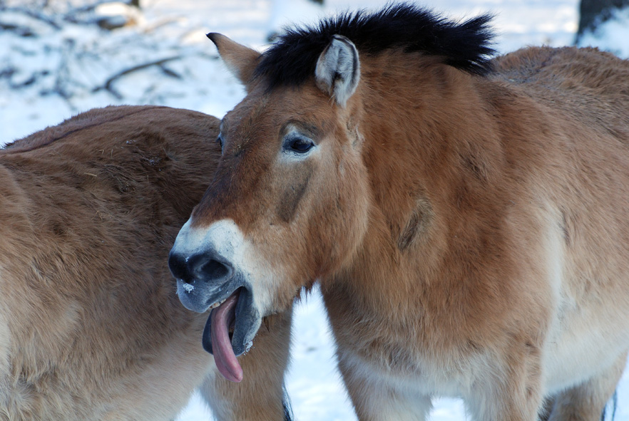 Przewalski 02