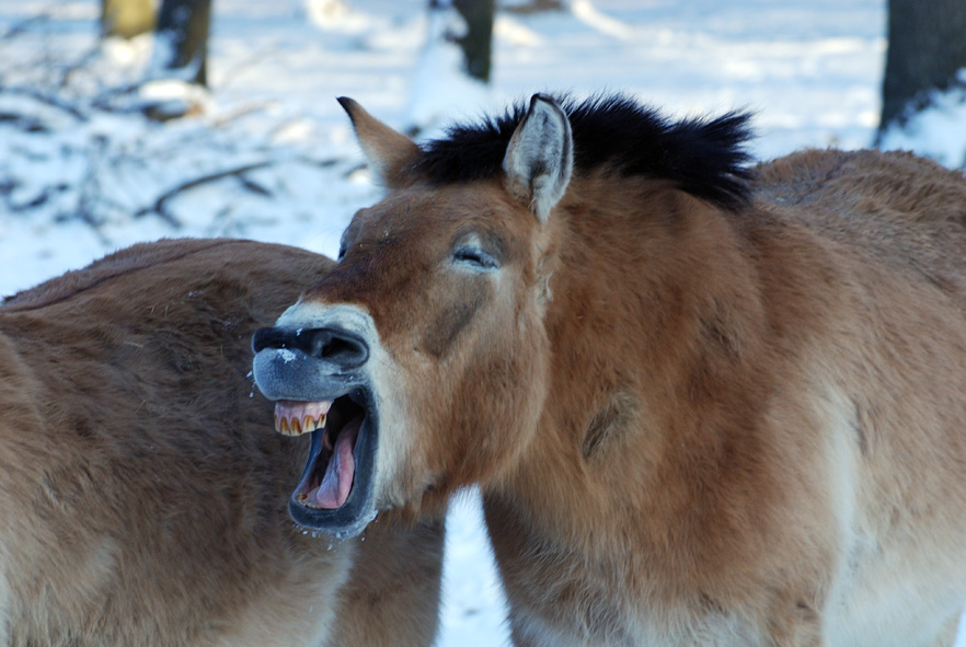 Przewalski 03