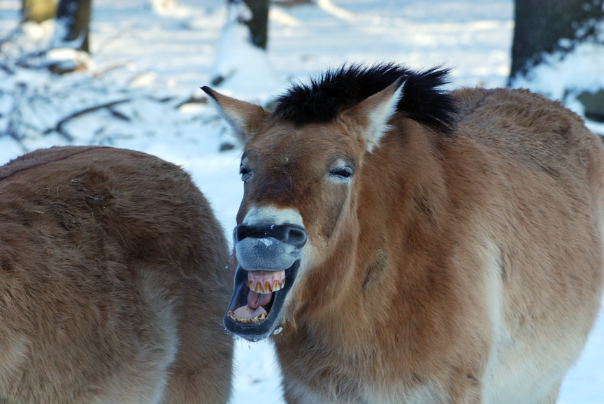Przewalski 04