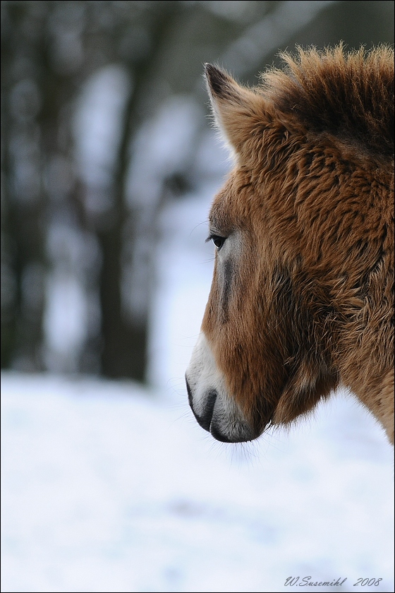 Przewalski-Pferd