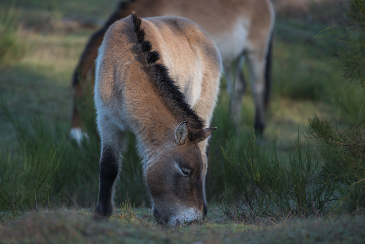 Przewalski-Pferde
Erlangen/Tennenlohe