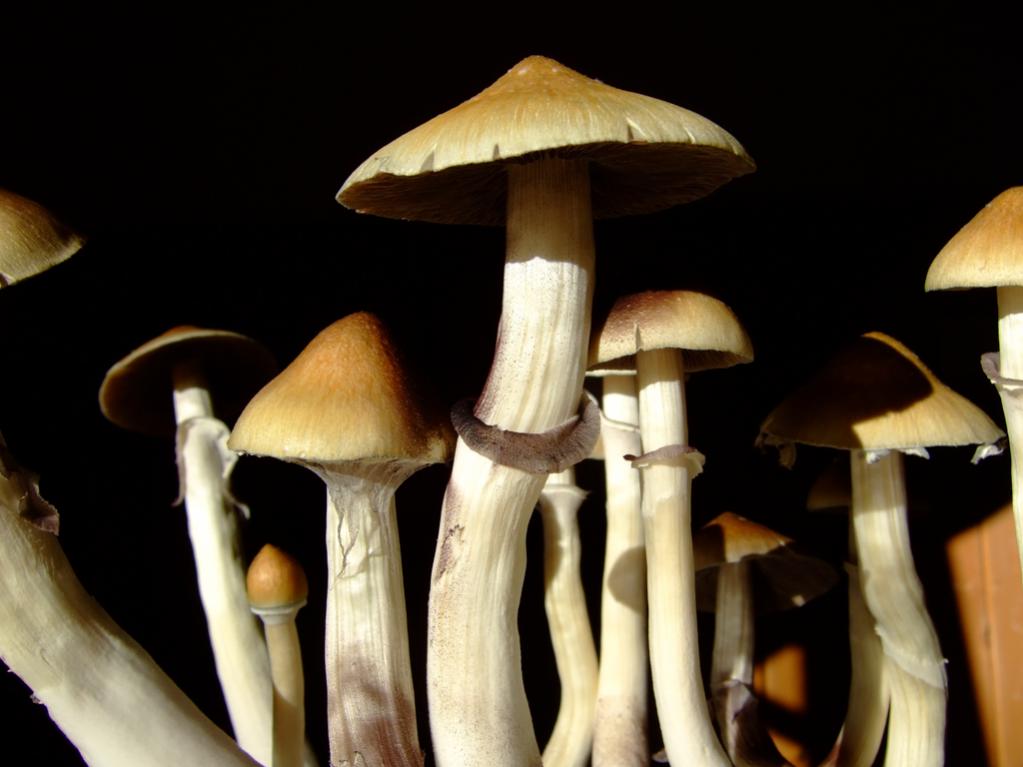Psilocybe Cubensis