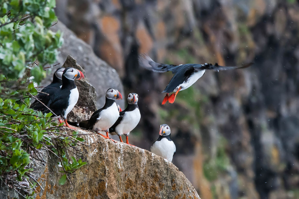 puffin 1