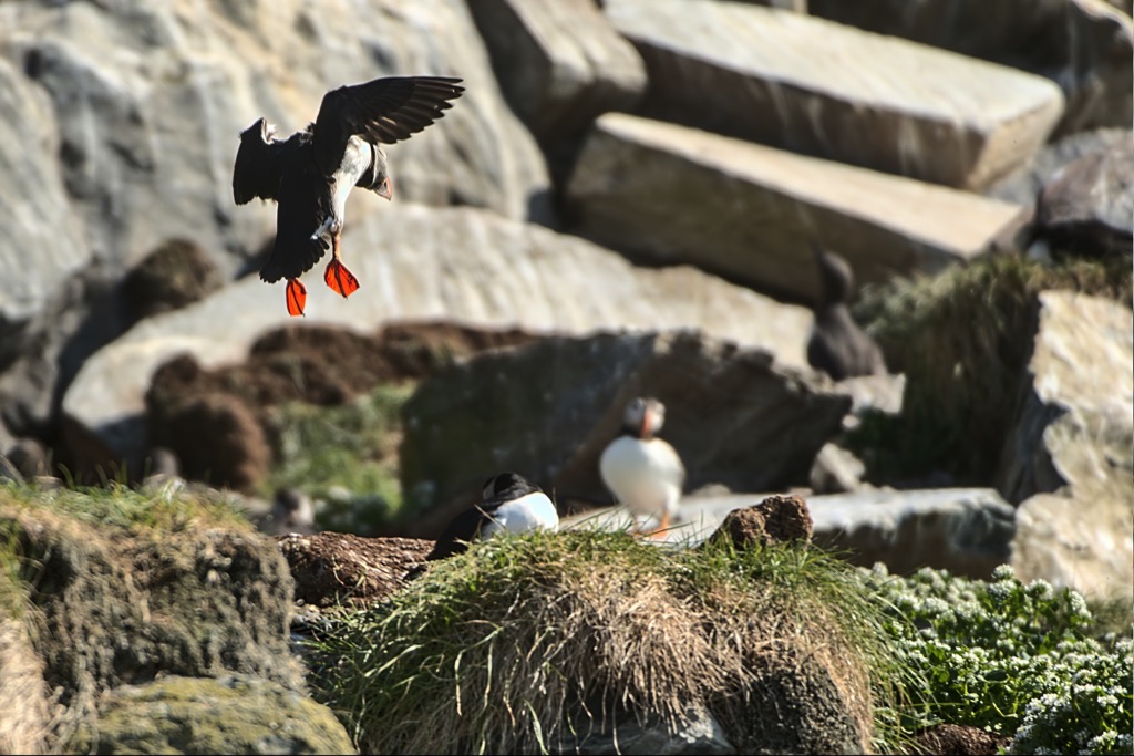 Puffin-10.jpg
