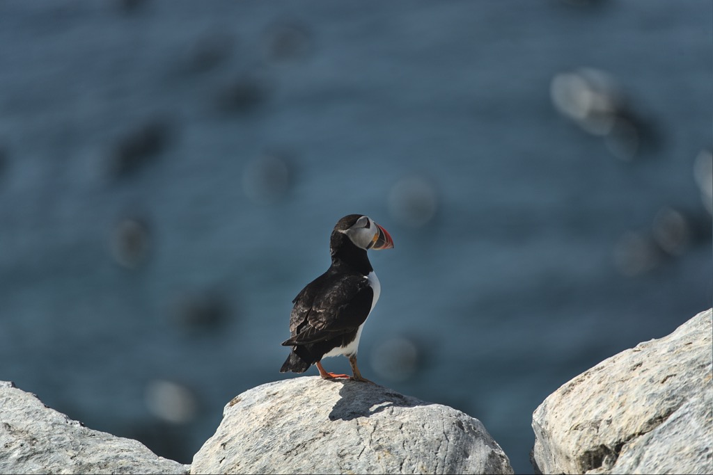 Puffin-11.jpg