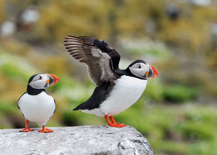 puffin 11