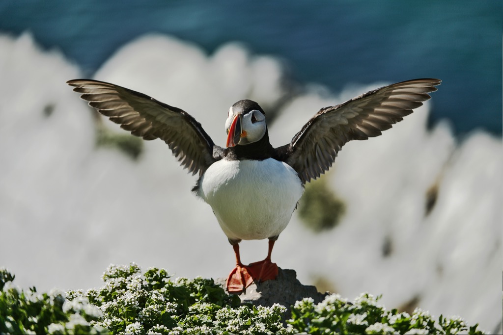Puffin-12.jpg