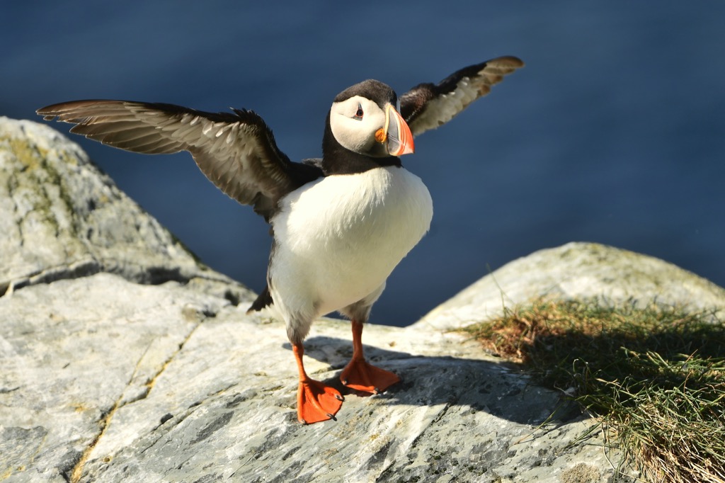 Puffin-13.jpg