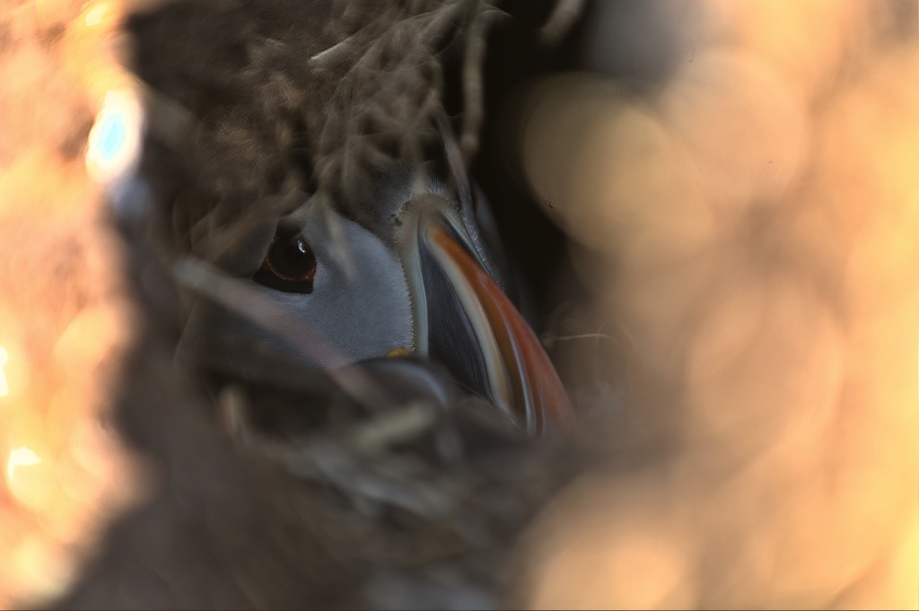 Puffin-21.jpg