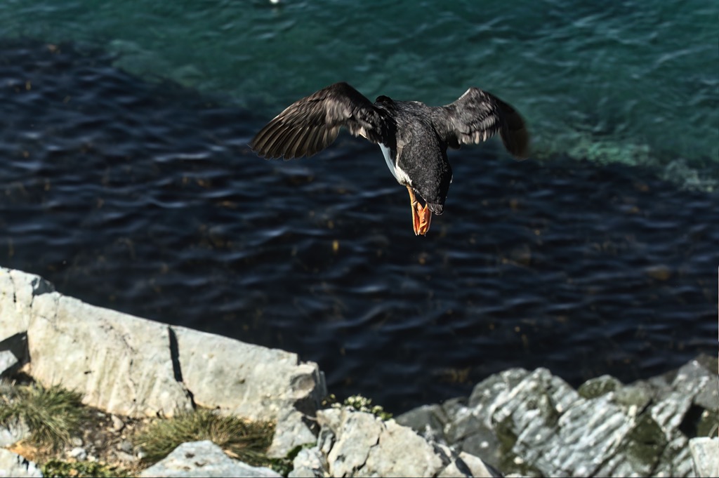 Puffin-25.jpg