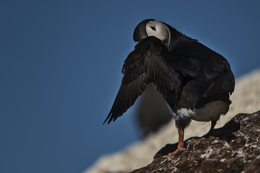 Puffin-4.jpg
