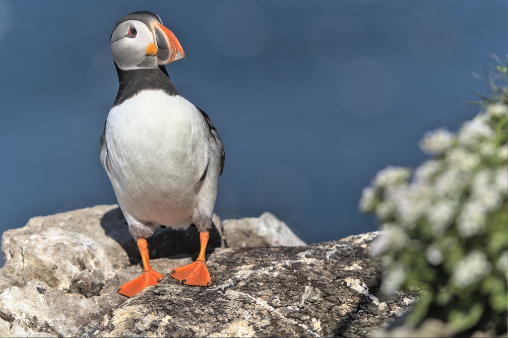 Puffin-8.jpg