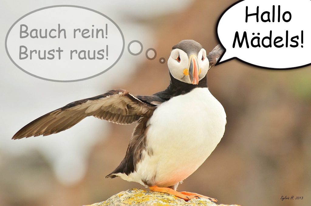 Puffin-Bauch