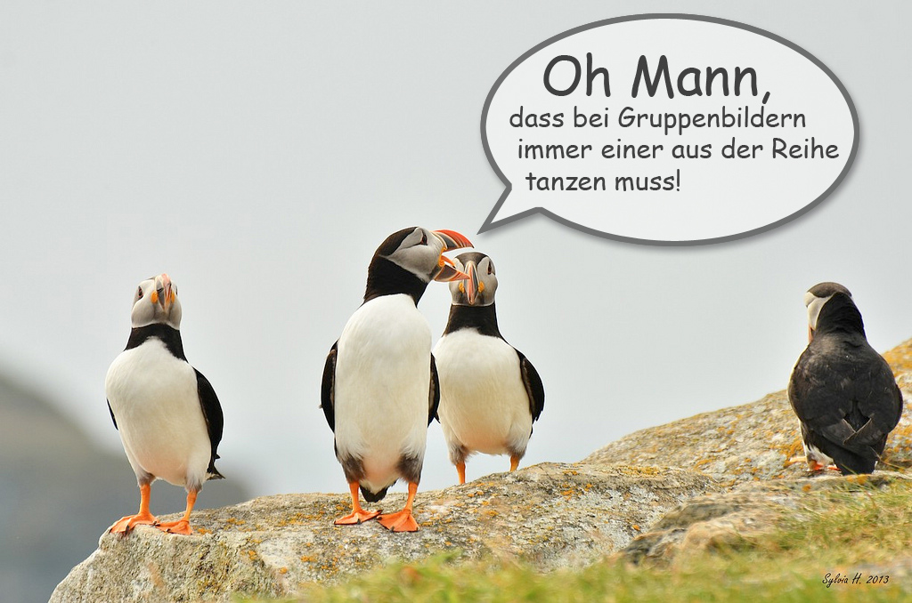 Puffin-Gruppenbild