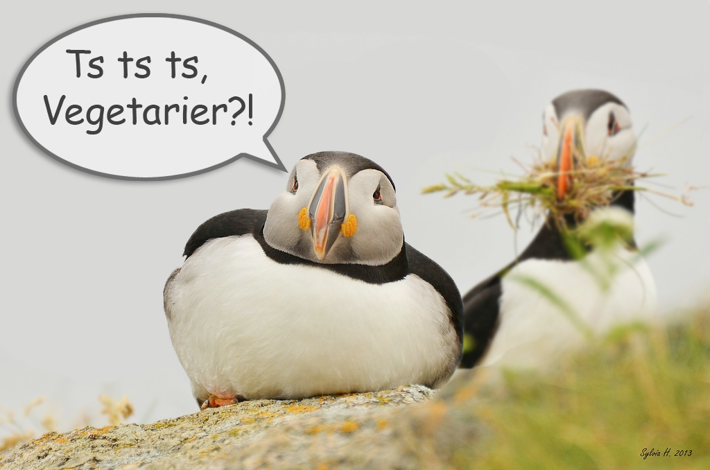 Puffin-Vegetarier