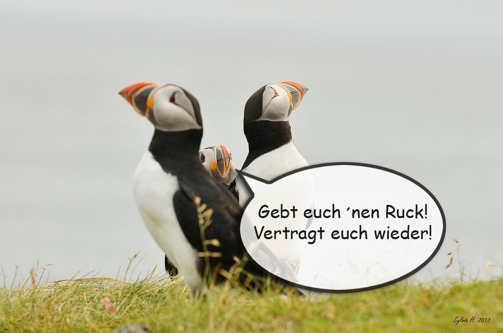 Puffin-Zoff