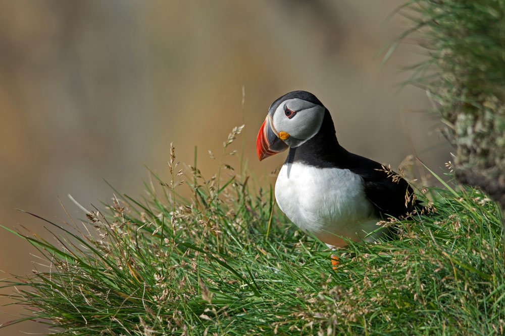 Puffin