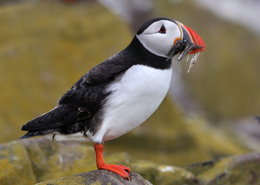 puffin10