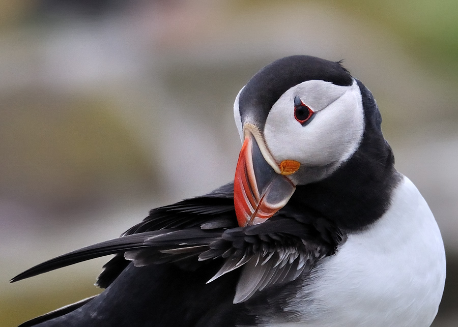puffin3