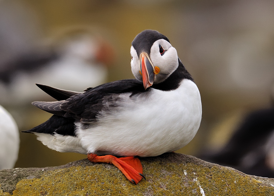 puffin6