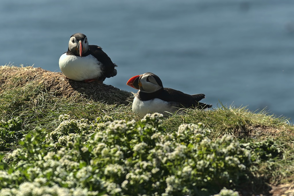 Puffins-2.jpg