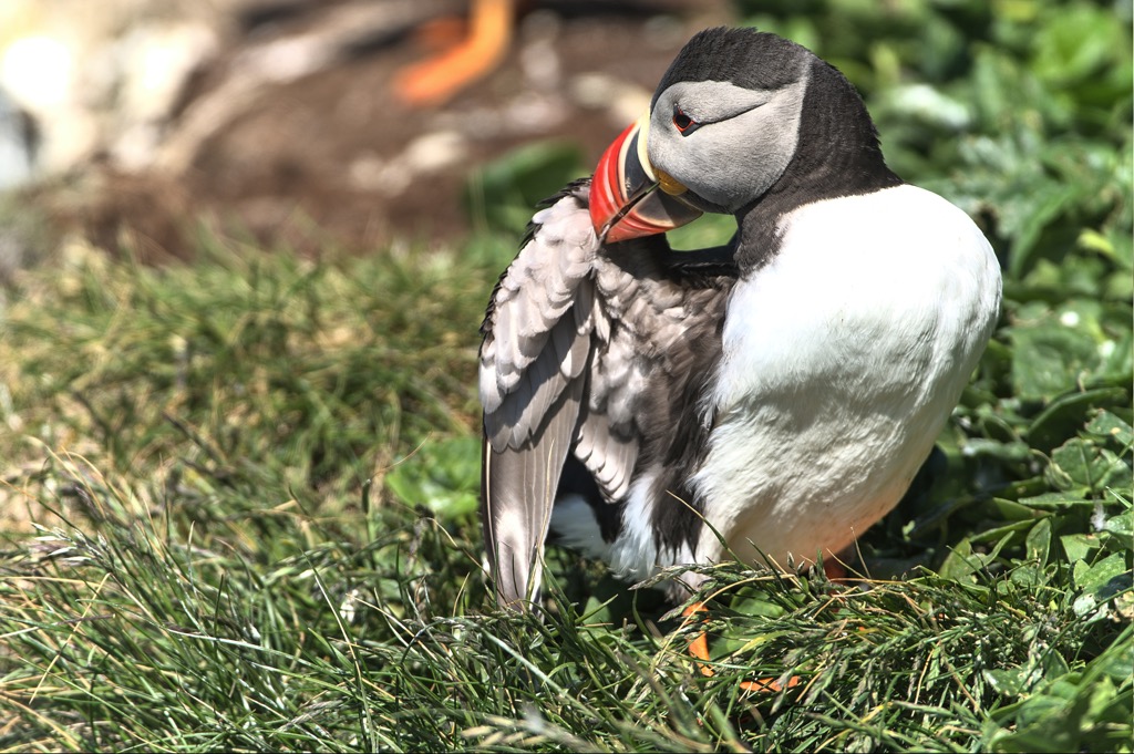 Puffins-3.jpg
