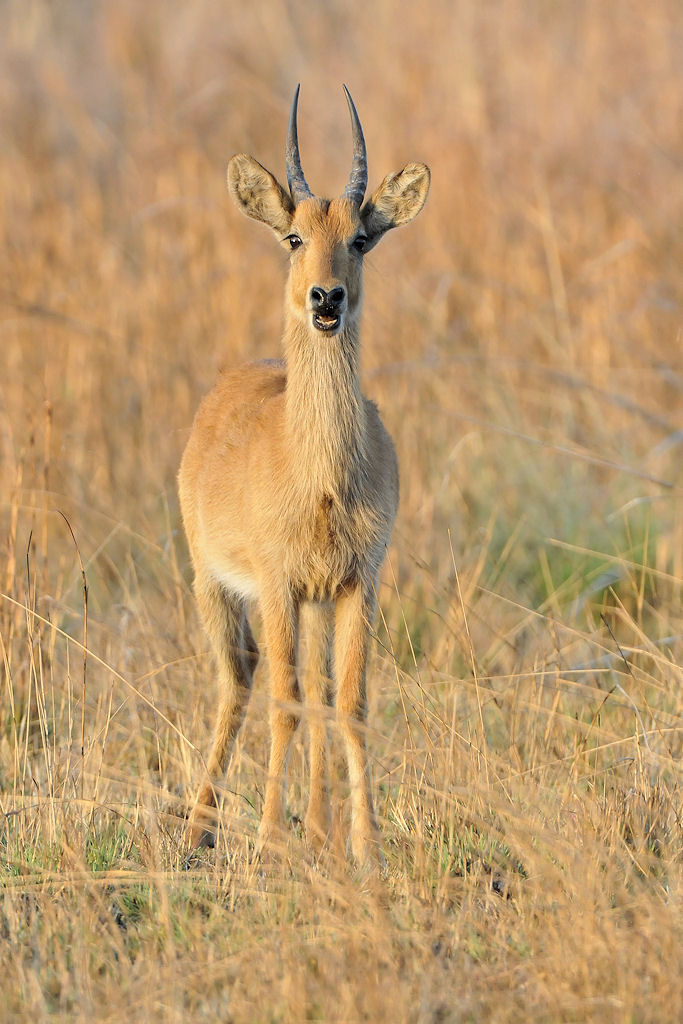Puku
bei Musanza, Kafue
7155